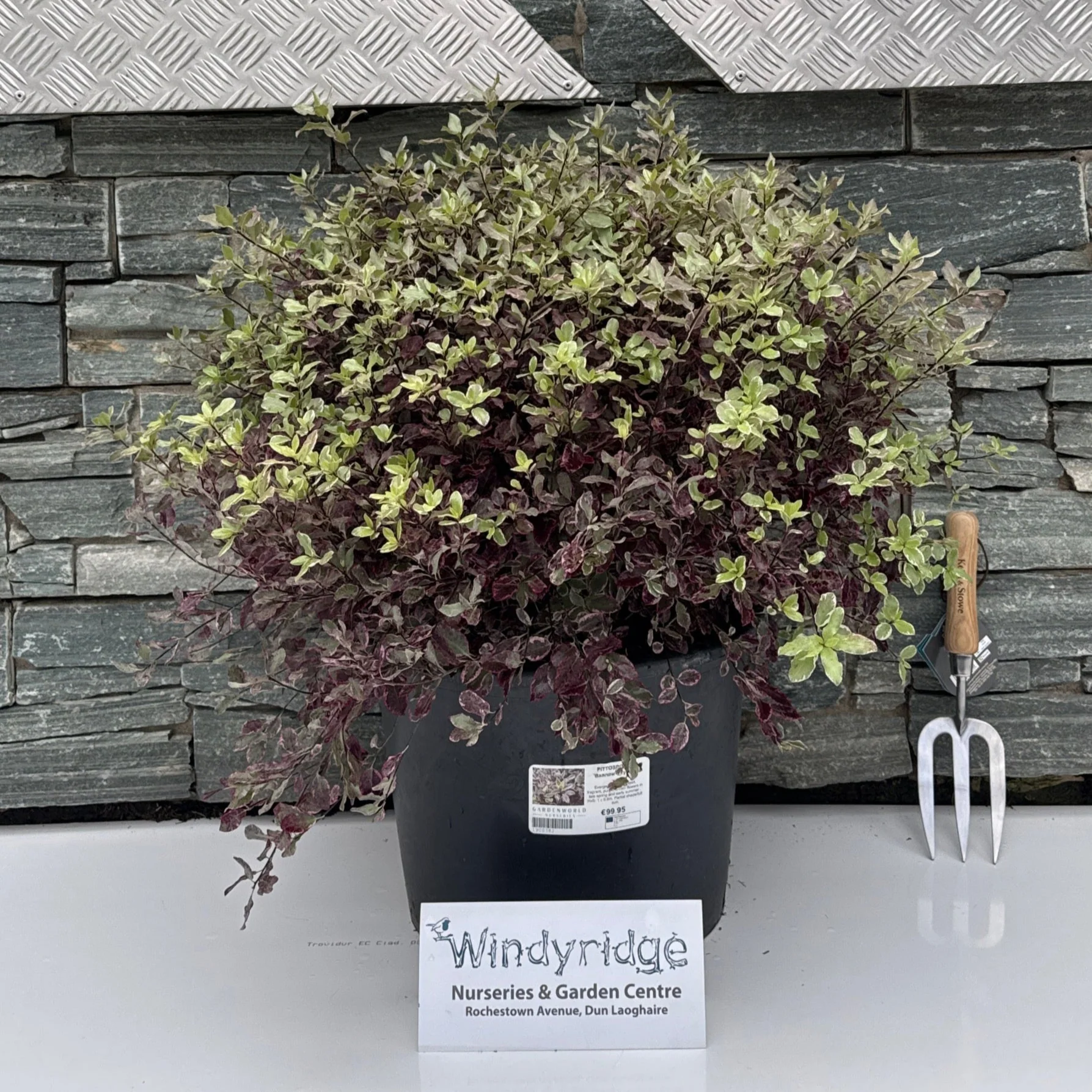 Thumb 2