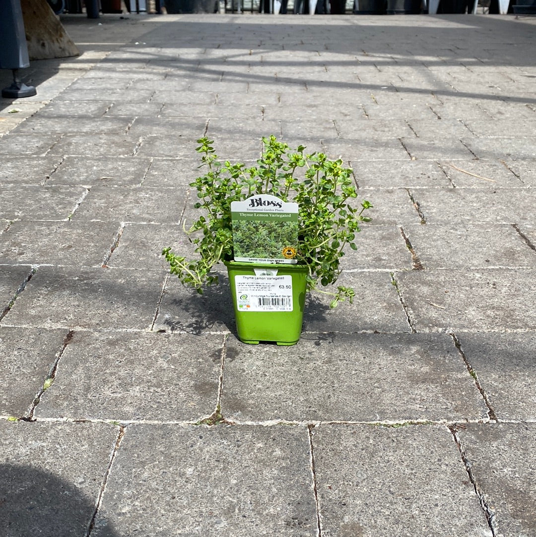 Thumb 3